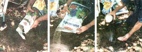 Top Dressing A Fruit Tree